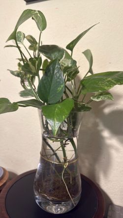 Healthy Variegated Pothos Plant with Established Roots – Easy Care