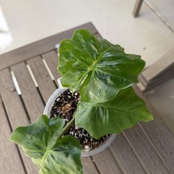 Alocasia (Lowrider)