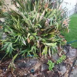 Staghorn plant