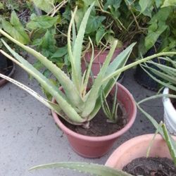 Aloe Vera Plants 