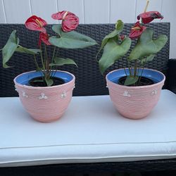 Interior Pots