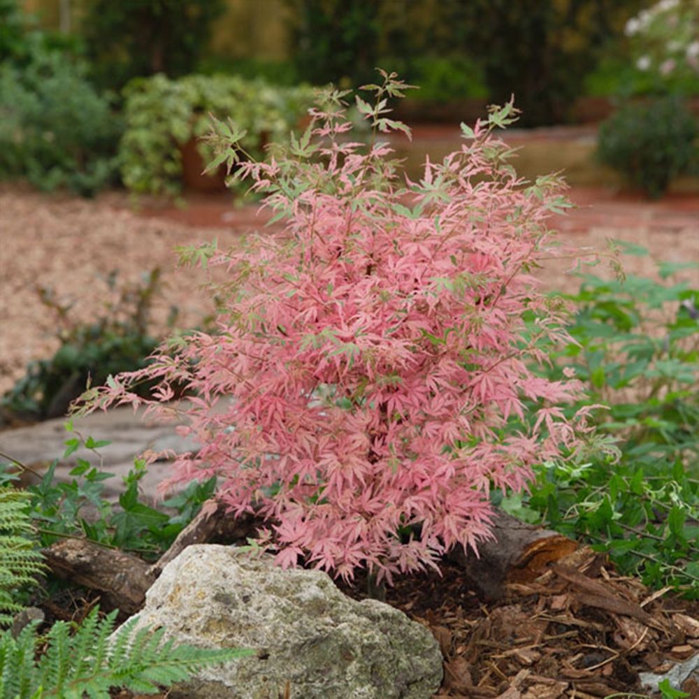 Incredible Rare ‘TAYLOR’ Japanese Maple Trees