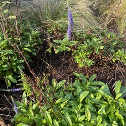 Veronica candle Stick 