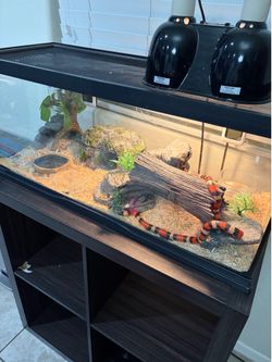 Reptile tank