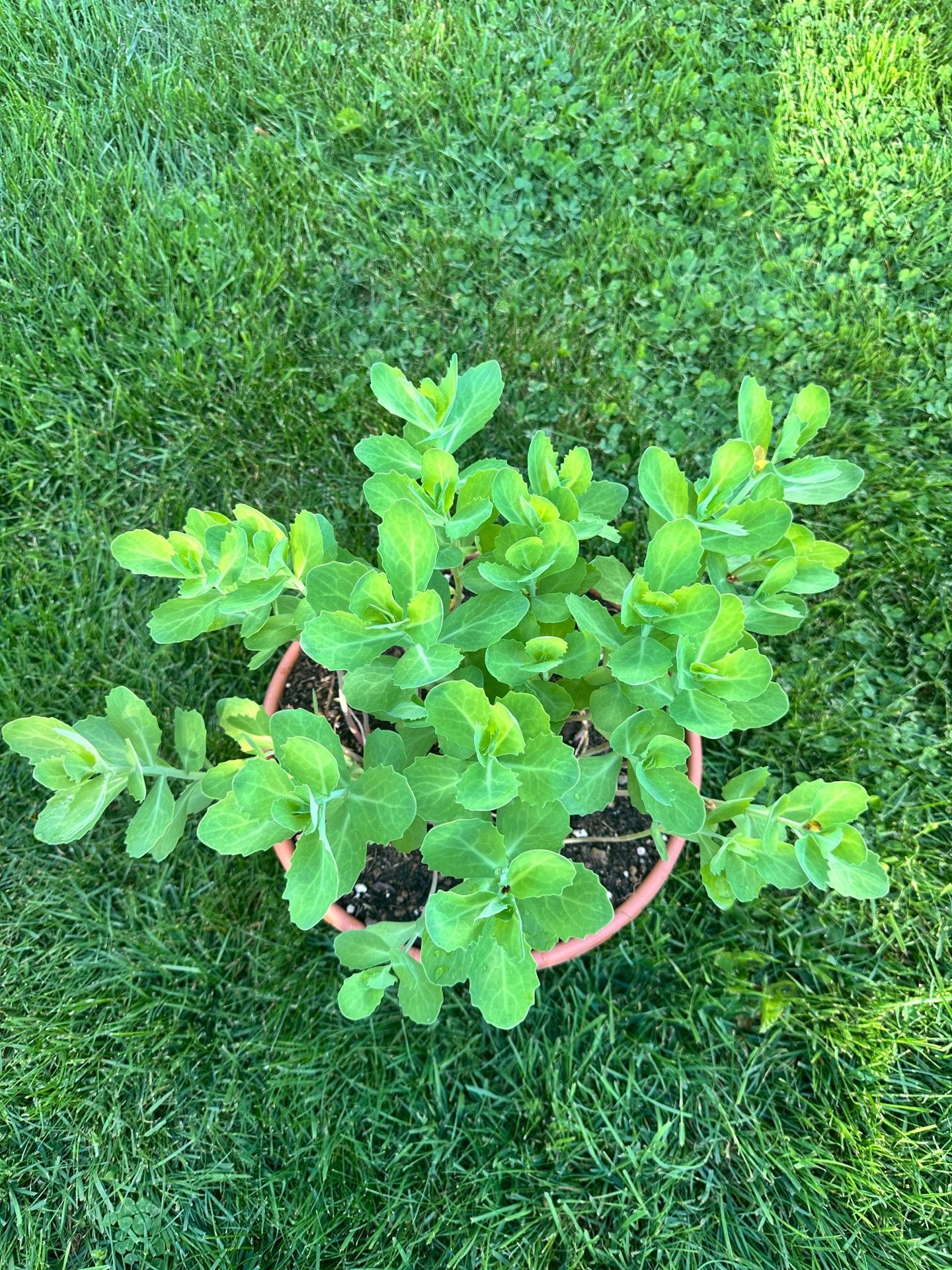 Perennial plants