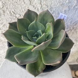 1 Gallon Pot Succulent Plant - Echeveria Pulidonis  - Pulido's Echeveria - Rooted & Established - Drought Resistant - 🪴 