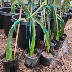 Dragon Fruit Plants