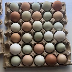 Organic Free Range Chicken Eggs