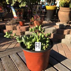 Dragon Eggs Succulent Plant 