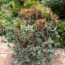Large Resin Pot Filled With Succulents