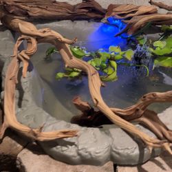 Pond 
