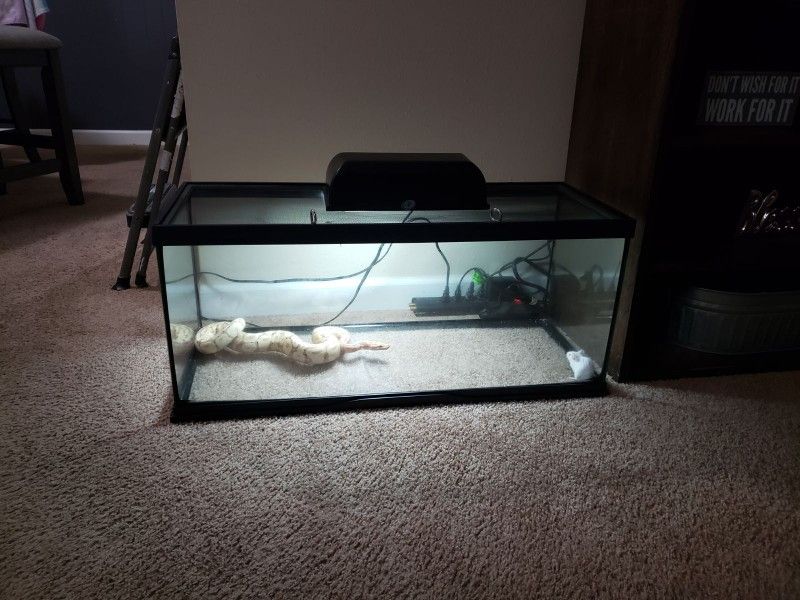 Ball Python Enclosure