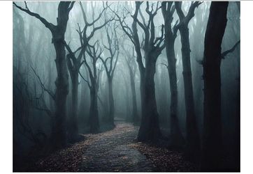 Dark Misty Forest Path backdrop