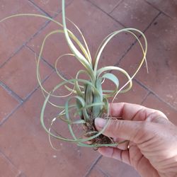 Tillandsia concolor x paucifolia- Large 5" SINGLE Air Plants