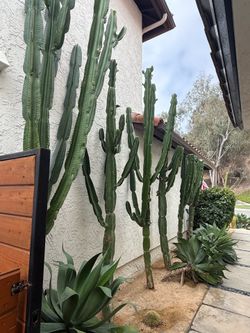 African Candelabra cactus