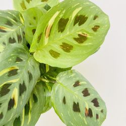 Plants (4”pot🌿Maranta Leuconeura Kershoveana Variegated)