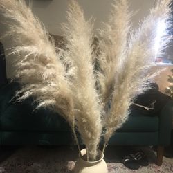 Pampas Grass