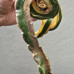 Dragon Fruit Cutting (Worth Variegated)