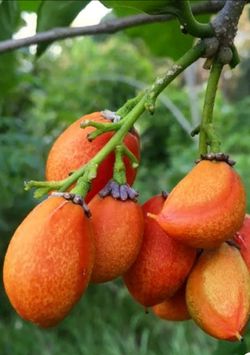 Peanut Butter fruit tree