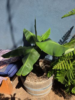 Musa Dwarf Musa Nam Wa Banana Tree Pups 2-3 Foot