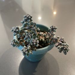 Succulent 