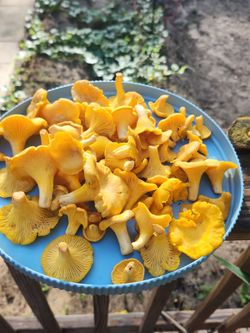 Golden Chanterelle Mushrooms - CoolAir Dried