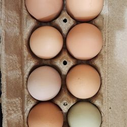 Organic, Soy Free, Pasture Raised Farm Fresh Eggs!