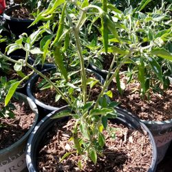 🌶️ Chile's. Y frutales Y Rosales $5