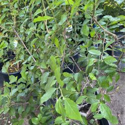 Beautiful Plant $$38 Each