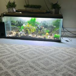 Fish Tank With Every Include 