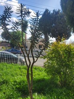 Crassula Tetragona Succulents Plant 