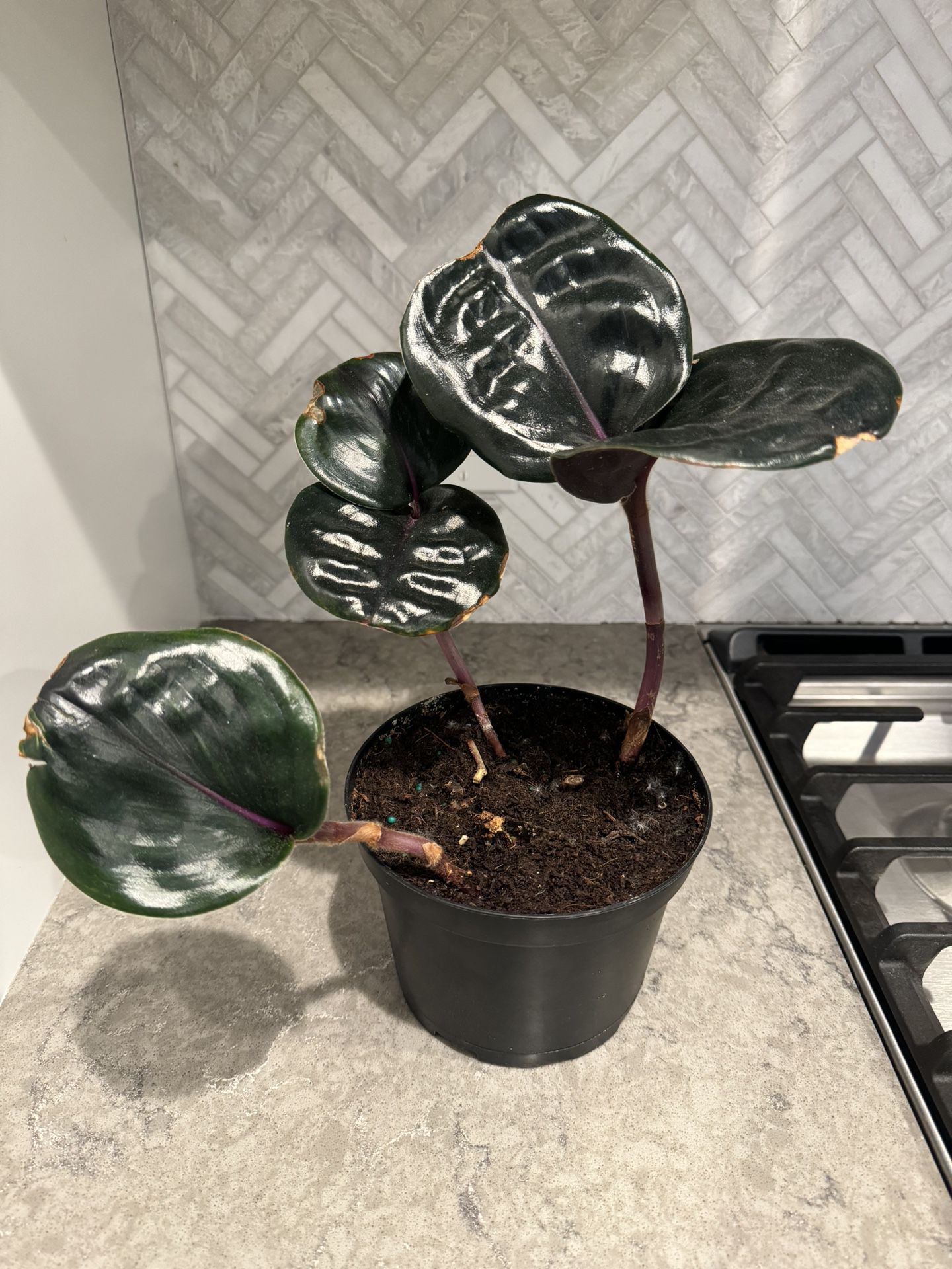 Unique Indoor Plant - Geogenanthus Ciliatus