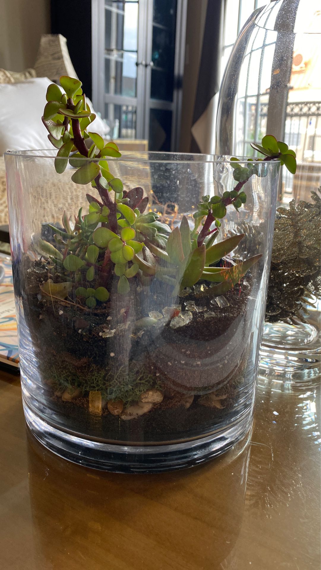 Live succulents in glass dish