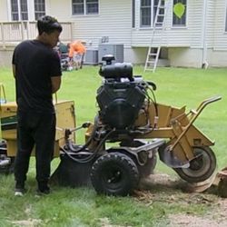 Stump Grinding 