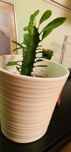 Still young Euphorbia Trigona Plant in CeramicWhite Pot