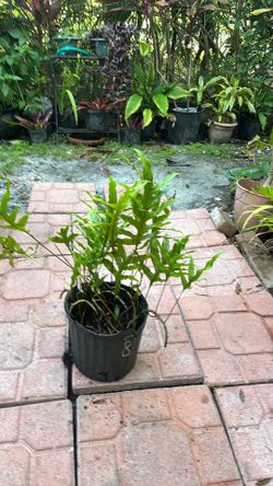 Fern