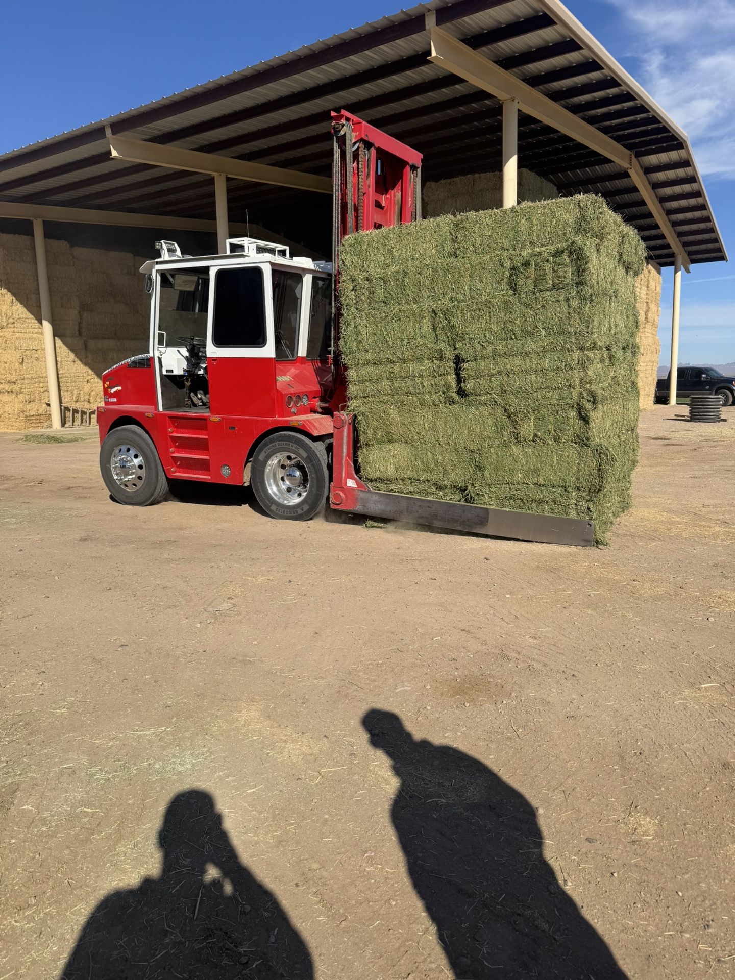 Alfalfa