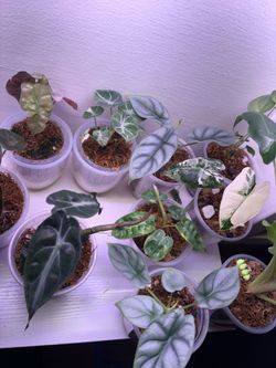 Alocasia Anthurium Monstera Philodendron