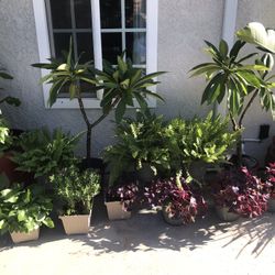 Huge Selection of Plants $30 and Up