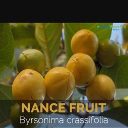 Nance Tree Small Nursery Pot