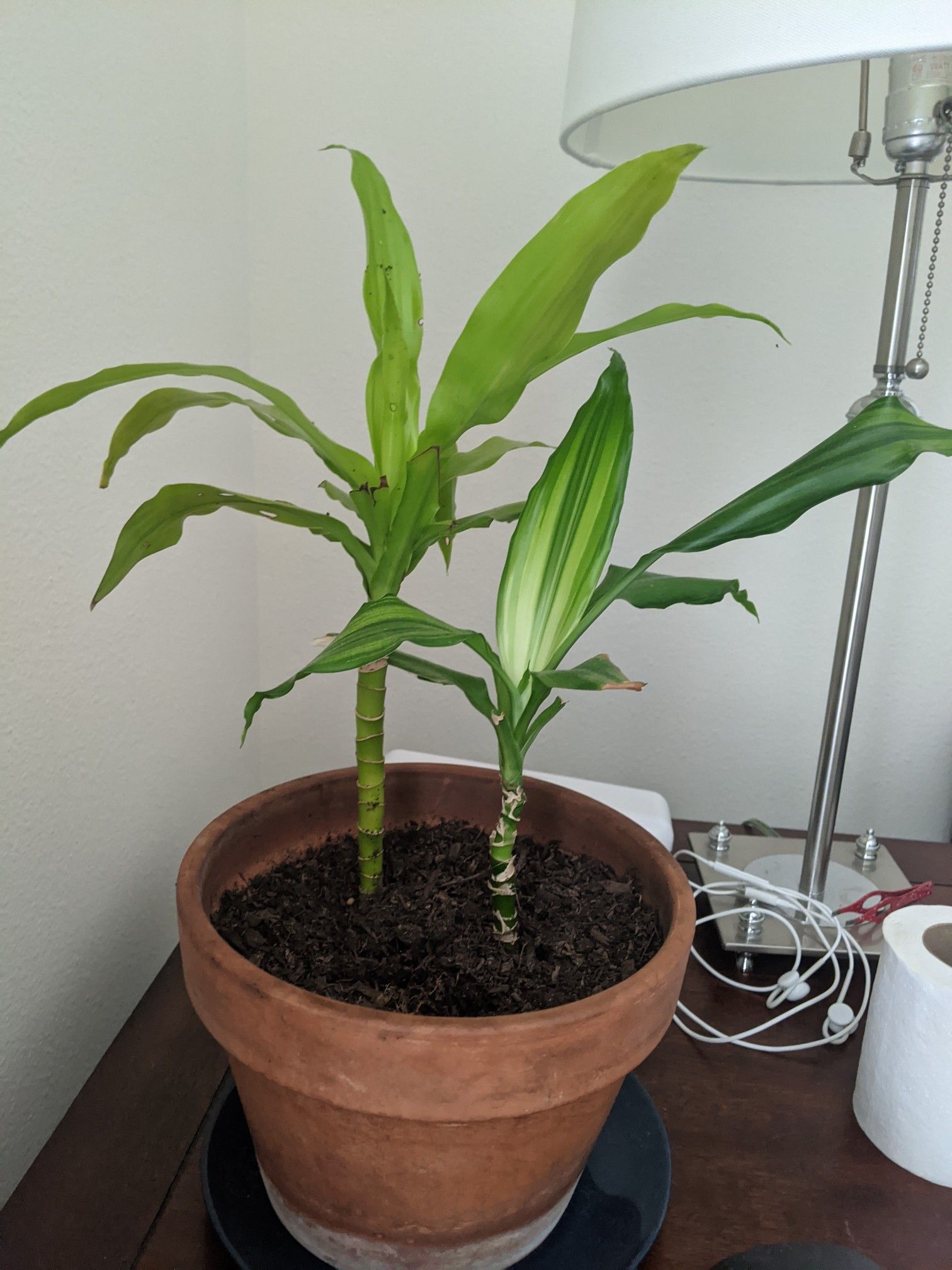 Dracaenas in terracotta pot