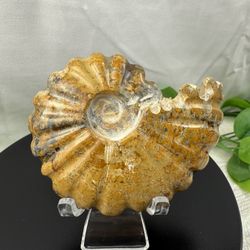 Rare Fossilized Ammonite