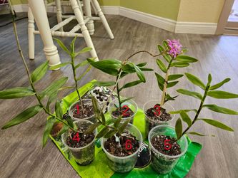 Epidendrum Orchid plant_pink purple color_6 available