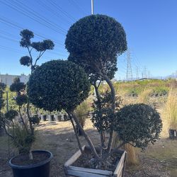 Olive bonsai