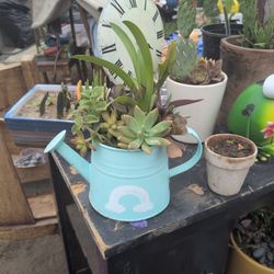 Succulents Pot