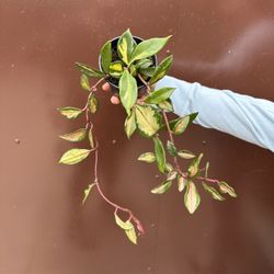 4” Hoya Exotica Tricolor