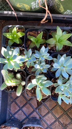 Succulent and cacti