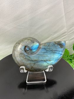 Crystal Labradorite Ammonite