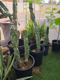 Totem pole cactus