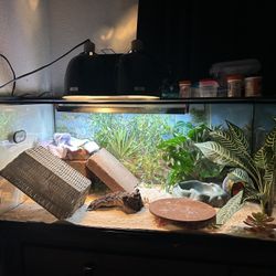 ENTIRE BEARDED DRAGON SETUP 